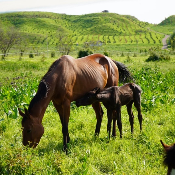 Nonushtasiz yashash narxi